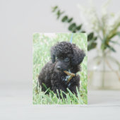 Speelgoed Poodle Puppy Briefkaart (Staand voorkant)