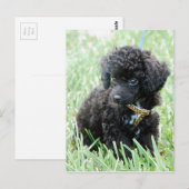 Speelgoed Poodle Puppy Briefkaart (Voorkant / Achterkant)