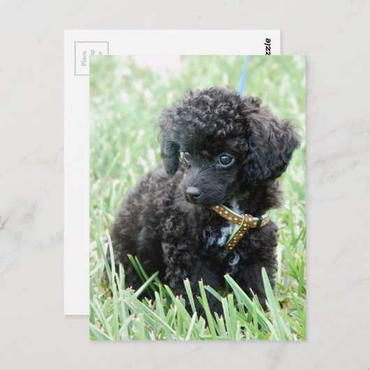 Speelgoed Poodle Puppy Briefkaart (Voorkant / Achterkant)