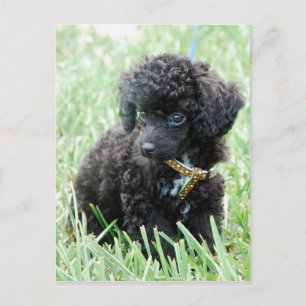 Speelgoed Poodle Puppy Briefkaart