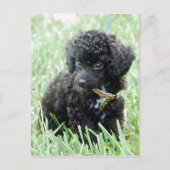 Speelgoed Poodle Puppy Briefkaart (Voorkant)