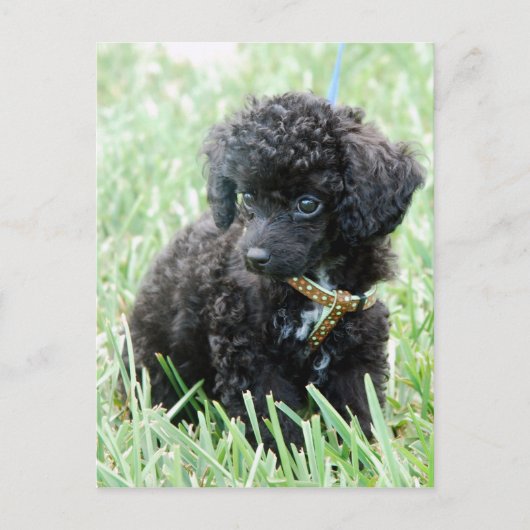 Speelgoed Poodle Puppy Briefkaart (Voorkant)