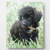 Speelgoed Poodle Puppy Fotoplaat (Voorkant)