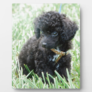 Speelgoed Poodle Puppy Fotoplaat