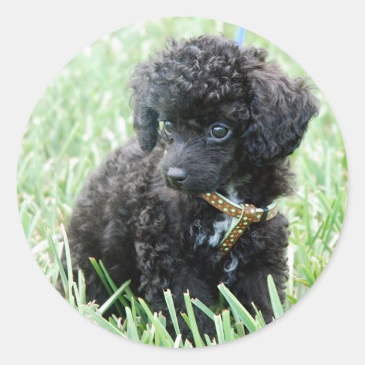 Speelgoed Poodle Puppy Ronde Sticker (Voorkant)