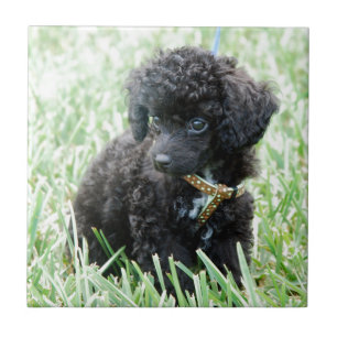 Speelgoed Poodle Puppy Tegeltje