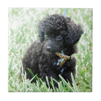 Speelgoed Poodle Puppy Tegeltje