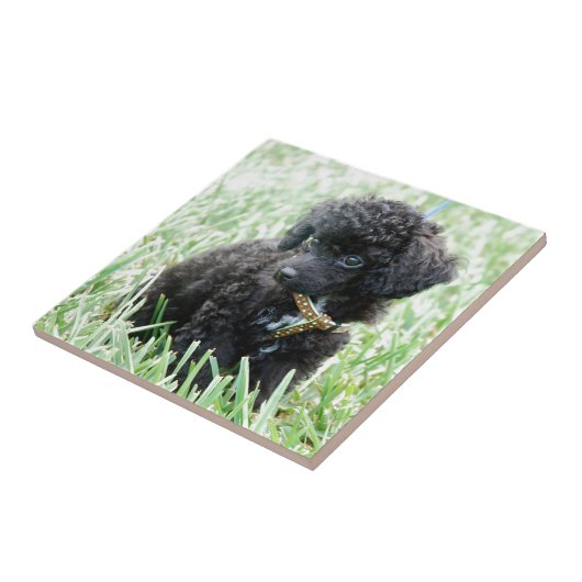 Speelgoed Poodle Puppy Tegeltje (Zijkant)