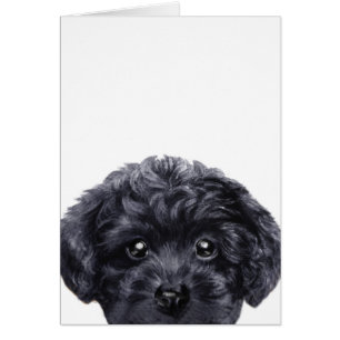 Speelgoed poodle zwart, oorspronkelijk ontworpen d