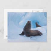 Speelgoed stellair zee leeuwen worstelen op ijsber briefkaart (Voorkant / Achterkant)