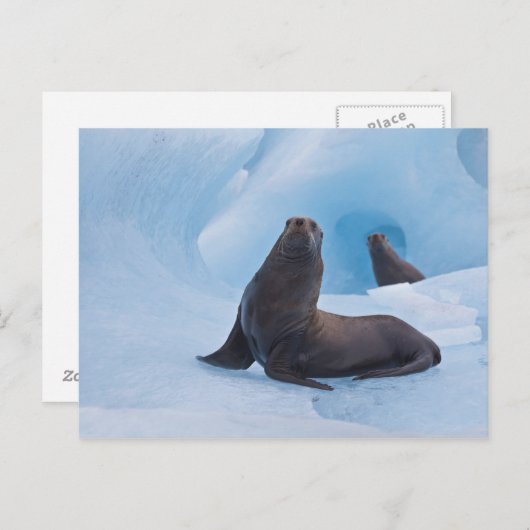 Speelgoed stellair zee leeuwen worstelen op ijsber briefkaart (Voorkant / Achterkant)