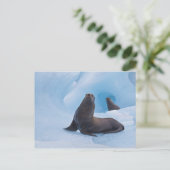 Speelgoed stellair zee leeuwen worstelen op ijsber briefkaart (Staand voorkant)