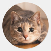 Speels kattenvel van Stickers (Voorkant)