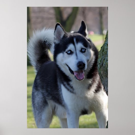 Speelse Alaska Husky slee Hond Mooie Art Print (Voorkant)