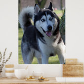 Speelse Alaska Husky slee Hond Mooie Art Print (Keuken)