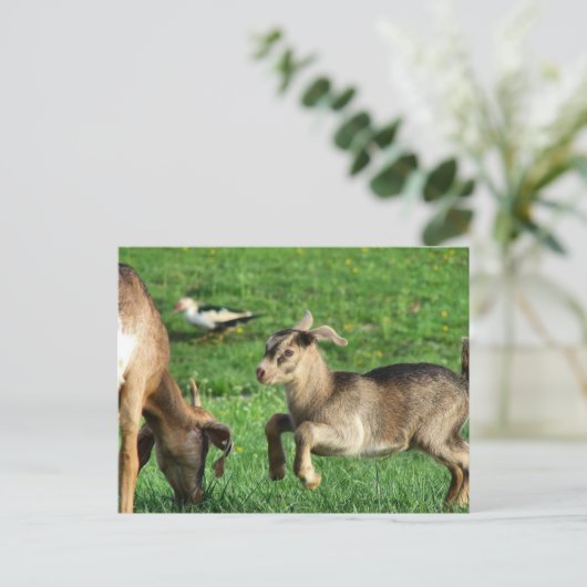 Speelse Baby geit Briefkaart (Staand voorkant)