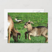 Speelse Baby geit Briefkaart (Voorkant / Achterkant)