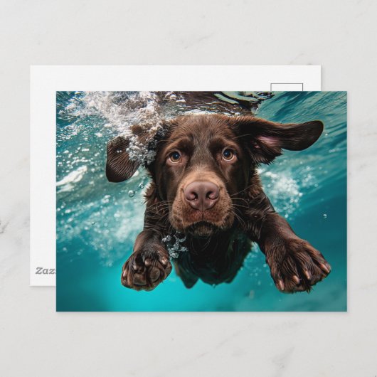 Speelse chocolade labrador zwemmen onder water briefkaart (Voorkant / Achterkant)