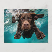 Speelse chocolade labrador zwemmen onder water briefkaart (Voorkant)
