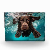 Speelse chocolade labrador zwemmen onder water fotoblokken (Voorkant)