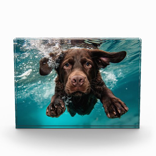 Speelse chocolade labrador zwemmen onder water fotoblokken (Voorkant)