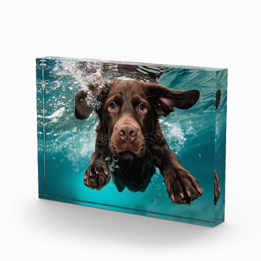 Speelse chocolade labrador zwemmen onder water fotoblokken (Rechts)