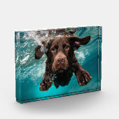 Speelse chocolade labrador zwemmen onder water fotoblokken (Links)