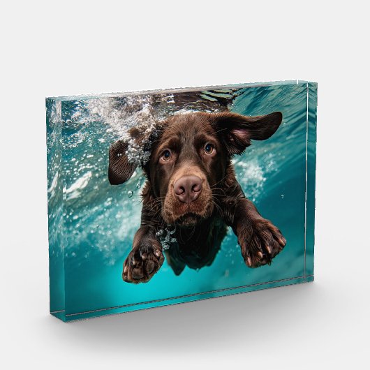 Speelse chocolade labrador zwemmen onder water fotoblokken (Links)