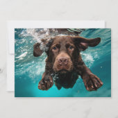 Speelse chocolade labrador zwemmen onder water kaart (Voorkant)