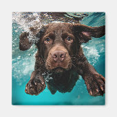 Speelse chocolade labrador zwemmen onder water magneet (Voorkant)