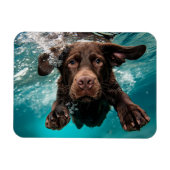 Speelse chocolade labrador zwemmen onder water magneet (Horizontaal)