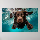 Speelse chocolade labrador zwemmen onder water poster (Voorkant)