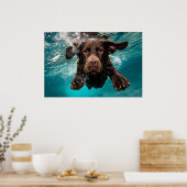 Speelse chocolade labrador zwemmen onder water poster (Keuken)