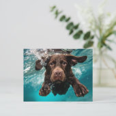 Speelse chocolade labrador zwemt onder water briefkaart (Staand voorkant)