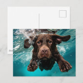 Speelse chocolade labrador zwemt onder water briefkaart (Voorkant / Achterkant)