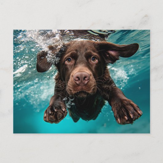 Speelse chocolade labrador zwemt onder water briefkaart (Voorkant)