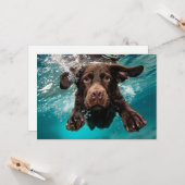 Speelse chocolade labrador zwemt onder water kaart (Voorkant / Achterkant in situ)