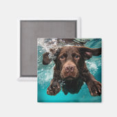 Speelse chocolade labrador zwemt onder water magneet (Voorkant / Achterkant)
