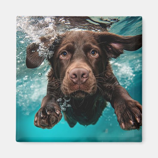 Speelse chocolade labrador zwemt onder water magneet (Voorkant)