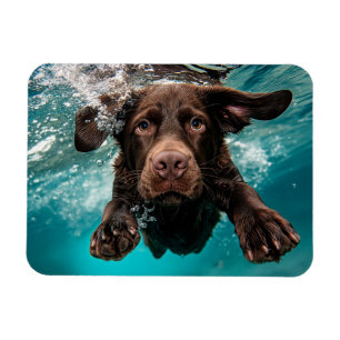 Speelse chocolade labrador zwemt onder water magneet