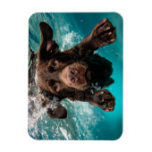 Speelse chocolade labrador zwemt onder water magneet (Verticaal)