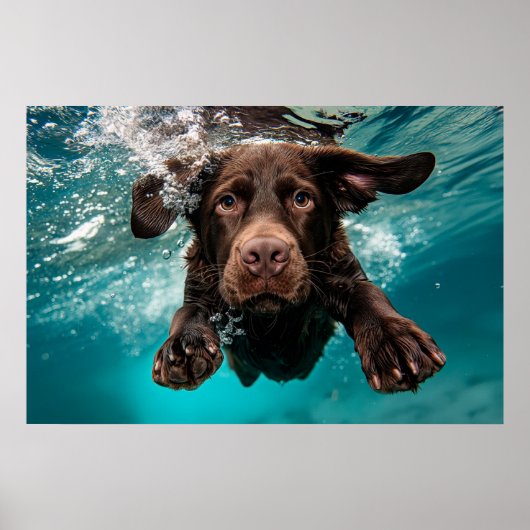 Speelse chocolade labrador zwemt onder water poster (Voorkant)