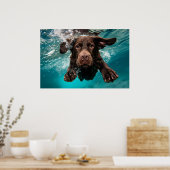 Speelse chocolade labrador zwemt onder water poster (Keuken)