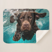 Speelse chocolade labrador zwemt onder water sherpa deken (Voorkant (horizontaal))