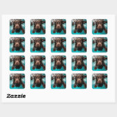 Speelse chocolade labrador zwemt onder water vierkante sticker (Vel)