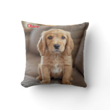 Speelse Cocker Spaniel