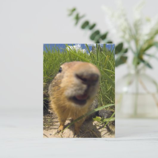 Speelse Groundhog Close-up Briefkaart (Staand voorkant)