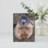 Speelse Groundhog Close-up Wildlife Briefkaart (Staand voorkant)