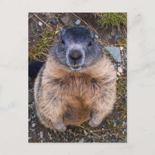 Speelse Groundhog Close-up Wildlife Briefkaart (Voorkant)