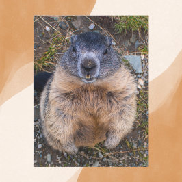 Speelse Groundhog Close-up Wildlife Briefkaart